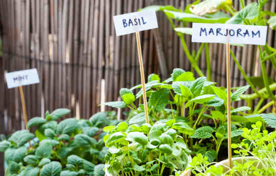 herb garden