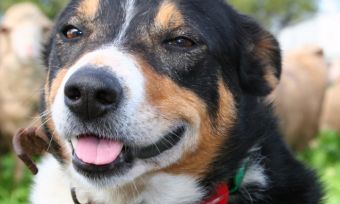 Working Kelpie Council Finds Value In Farm Dogs