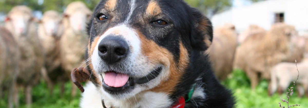 Working farm dog