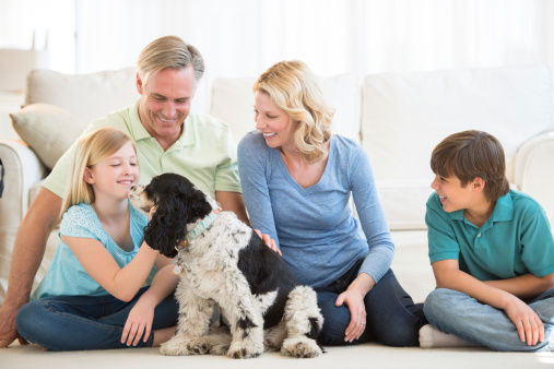 Household risks for your pets.