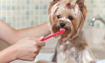Preventing Dental Disease in Your Pets