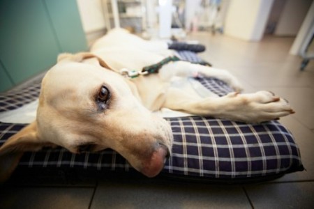 Pet Insurance Australia: Winter risks for pets