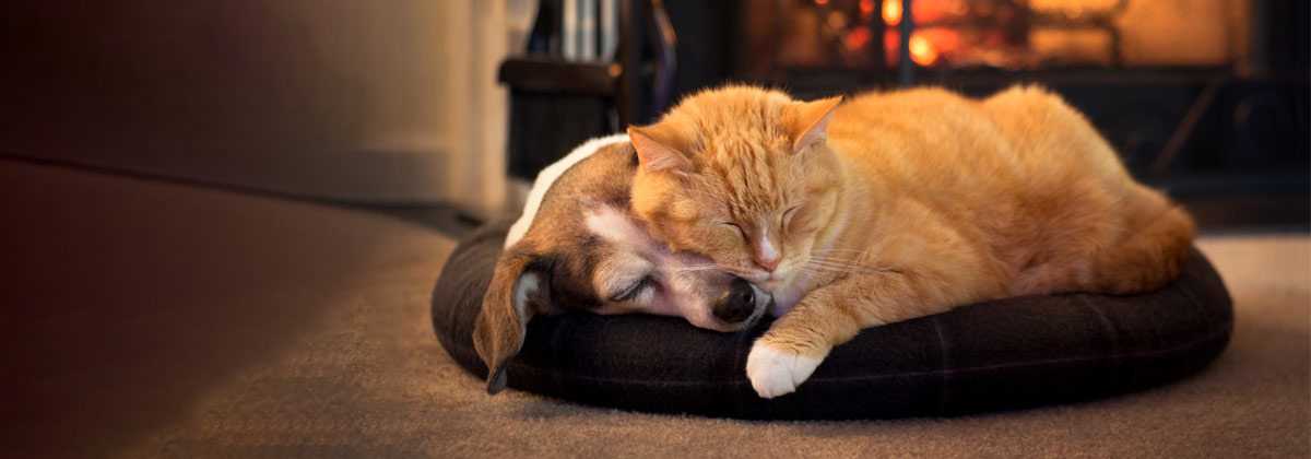 how to keep your pet warm