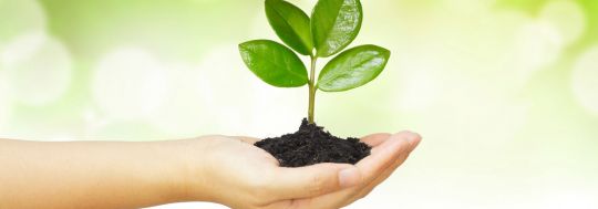 Handing holding a new plant