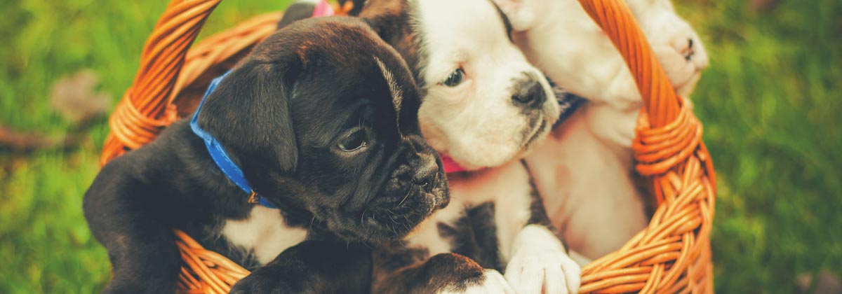 How Much Does Dog Insurance Cost By Breed And Age Canstar