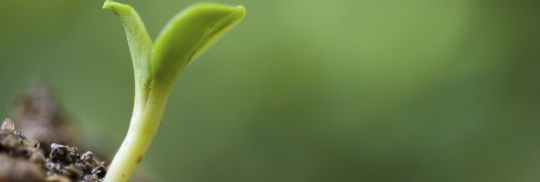 Small plant on pile of soil in the garden | Canstar