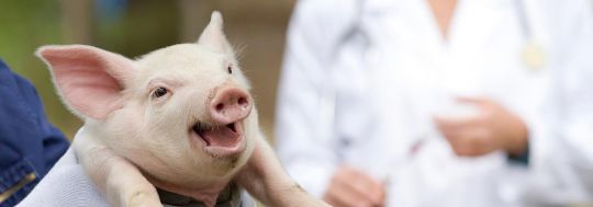 The Agribusiness Association of Australia has announced the winner of their annual scholarship for high school graduates who want to study agriculture.