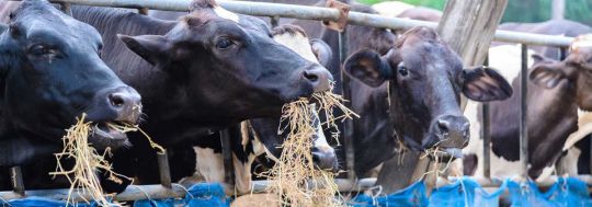 Cows eating hay | Canstar