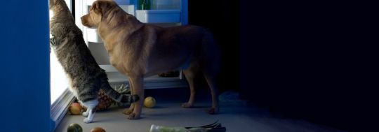 What pets are no trouble for your tenant to keep? What pets may trash your investment property?