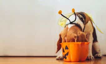 Halloween safety tips for your pets