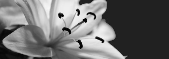 Our tips for planning a funeral or memorial service for yourself or for someone you love. Things to think about when planning a funeral.