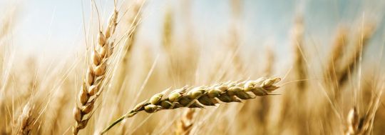 A new drought-proof gene for barley and wheat discovered by UQ researchers could change everything for Aussie farmers under the toughest conditions.