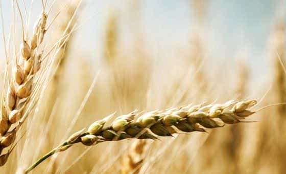 Drought-proof barley and wheat could save Aussie farms