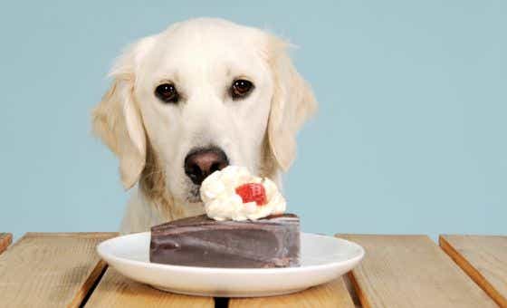Dog vs Cake