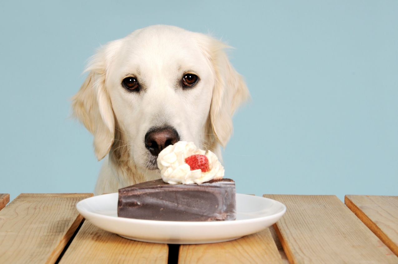 Dog vs Cake