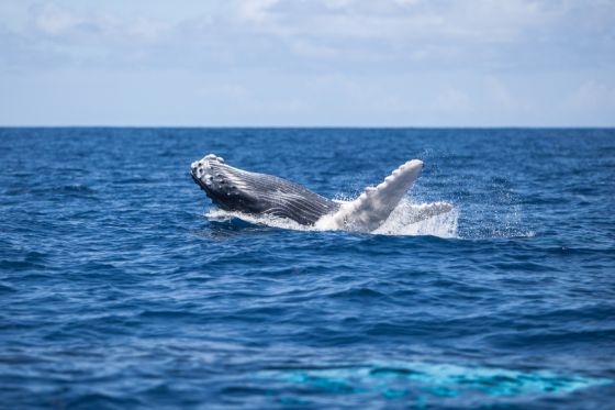 Calf Humpback whale (Megaptera novaeangliae) breaching