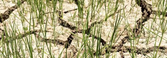 The weather phenomenon El Nino will have large consequences for the Aussie farming sector in 2016.