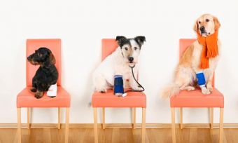 Australian pet ownership statistics