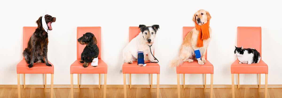 Australian pet ownership stastics