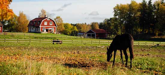 Big-animals---one-of-the-pros-of-owning-acreage