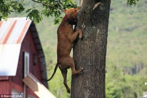 Climbing dog Ace