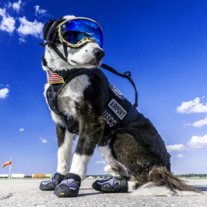 Piper the airport guide dog