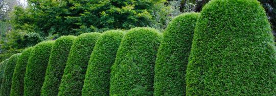 hedge