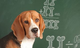 What are pet insurance benefit limits & how much can you claim?