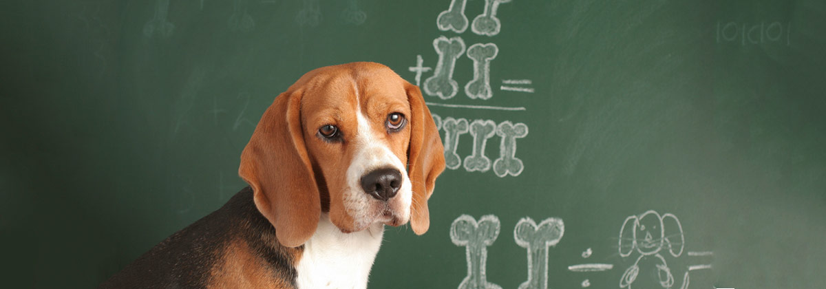 About pet insurance benefit limits