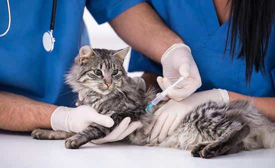Common pet insurance exclusions - Vaccine against feline leukaemia
