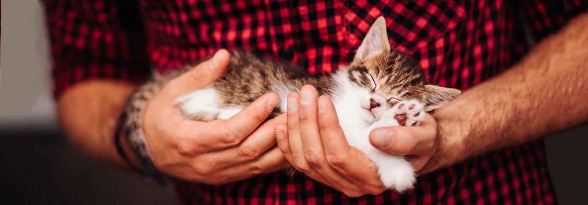 The cost of cat insurance by age