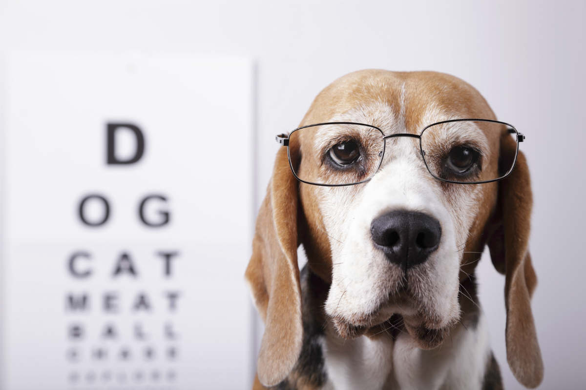 Veterinary insurance