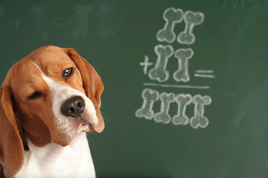 What is the age limit for pet insurance