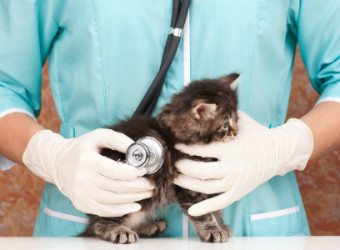 Pet insurance