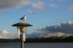 Installing more streetlights