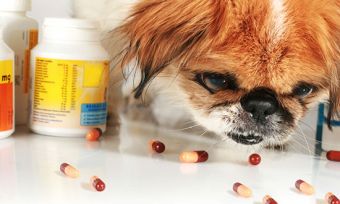 Human Drugs Poisoning Pets