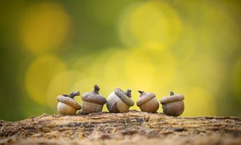 Acorns Goes Green With Launch Of Sustainable Investment Option
