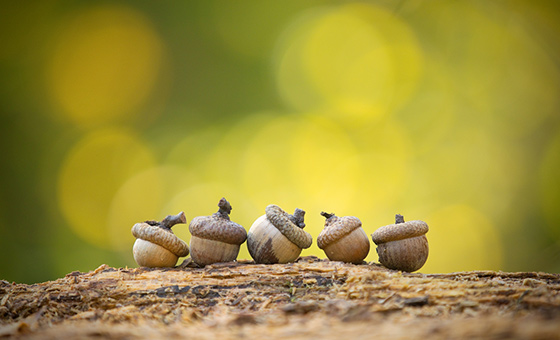 acorns goes green sustainable investment option