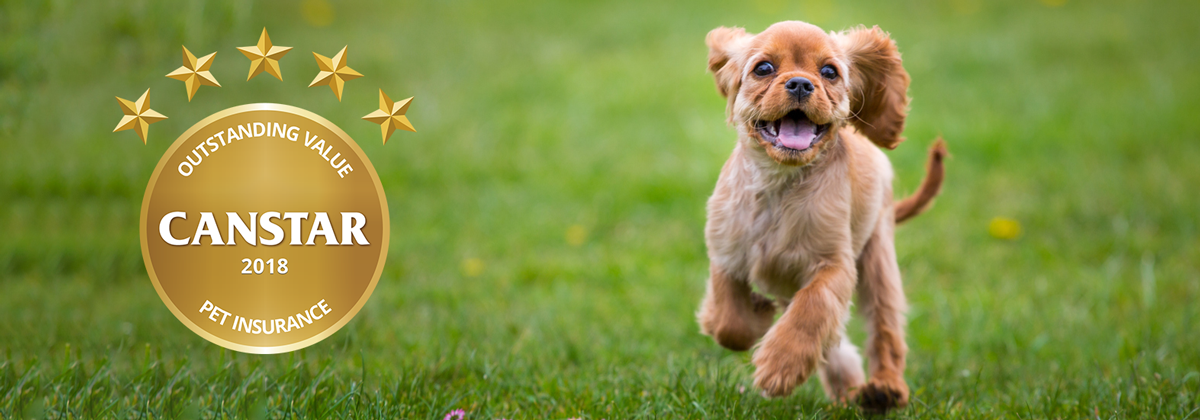 What determines the cost of pet insurance in 2018?