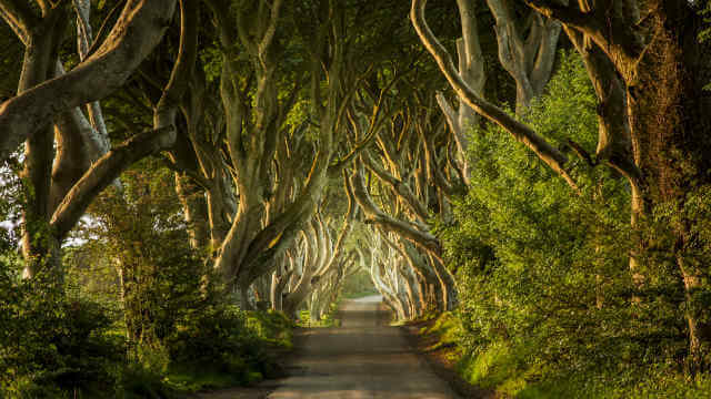 dark hedges game of thrones