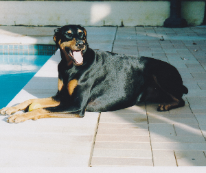 Juno Dobermann