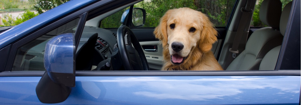 Car Insurance for PPlaters Is Your Licence Covered