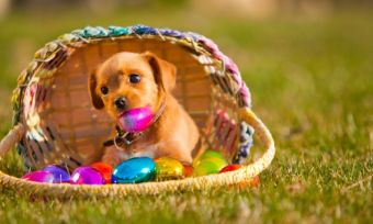 Will you be covered if your pet eats chocolate this Easter?