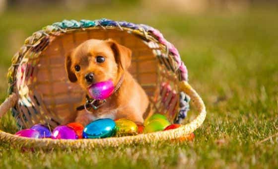 Dog chewing an easter egg