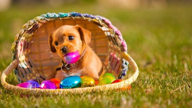 Dog chewing an easter egg