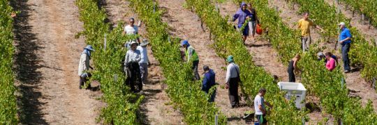 Holiday workers picking fruit on a farm