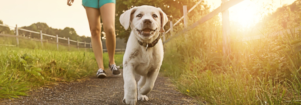 How Much Is Puppy School? | Canstar