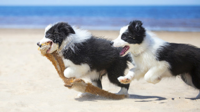 Puppy socialisation