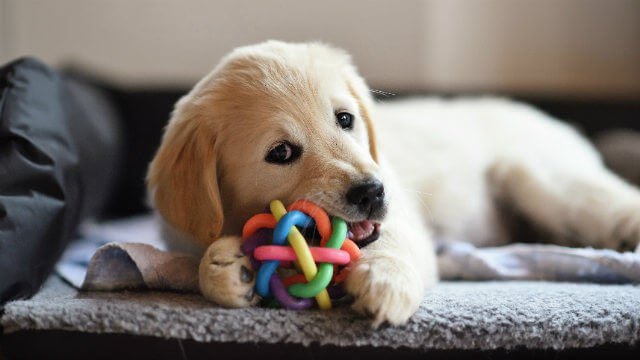 puppy cost toys