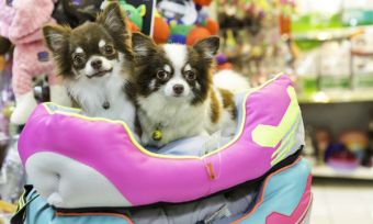 fur-friend-or-foe-owning-a-pet-could-affect-home-loan